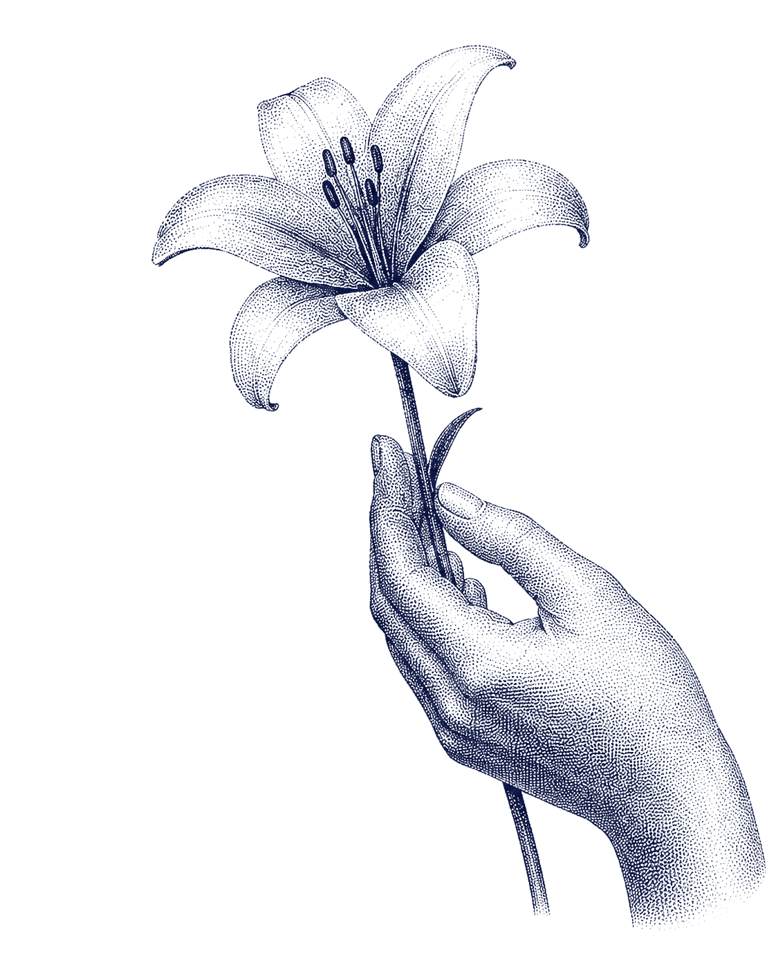 Hand holding a lily